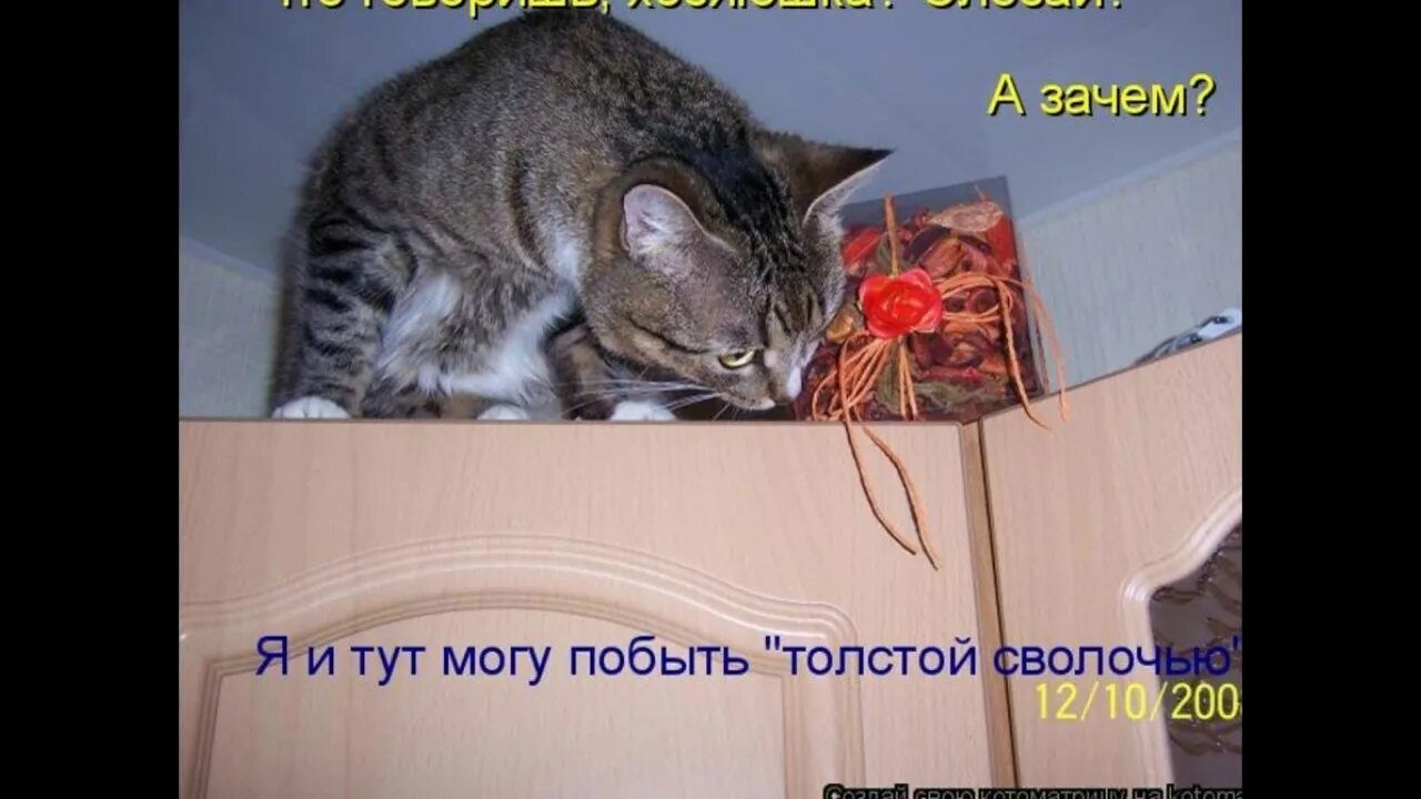 поеврирешь, Котик?