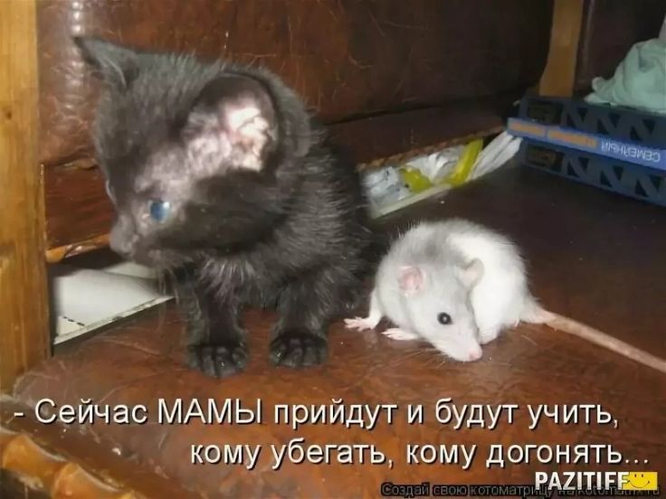 – Сейчас МАМЫ придут и будут учить, кому убегать, кому догонять...