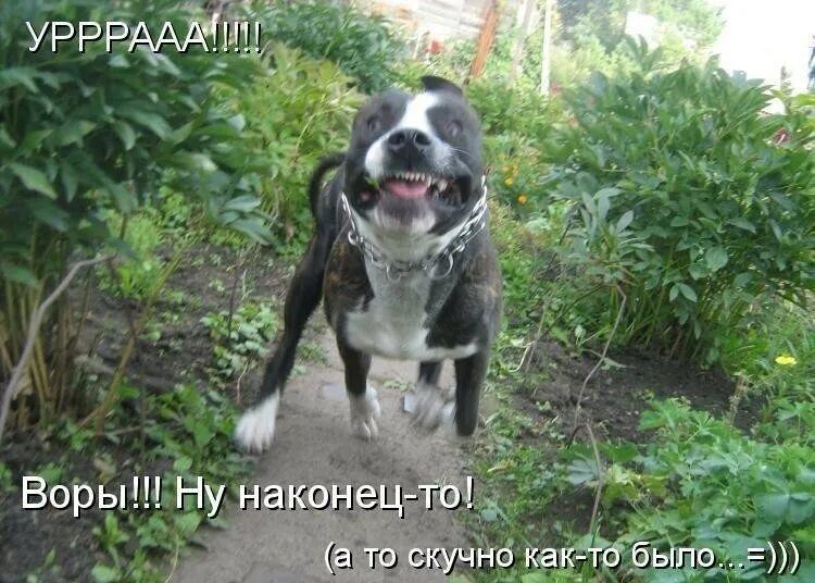 УРРРРААА!!!! Воры!!! Ну наконец-то! (а то скучно как-то было... =))