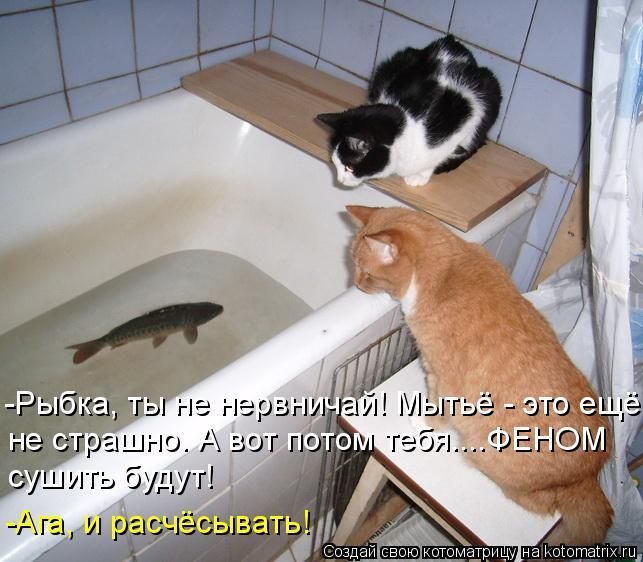 -Рыбка, ты не нервничай! Мытьё - это ещё не страшно. А вот потом тебя... ФЕНОМ сушить будут!
-Ага, и расчёсывать!