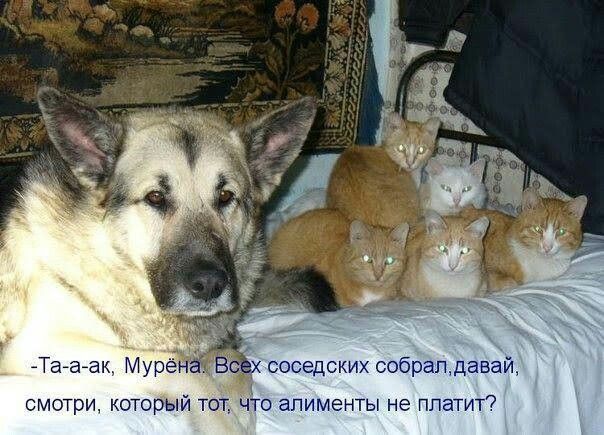 -Та-а-ак, Мурена. Всех соседских собрал, давай, смотри, который тот, что алименты не платит?