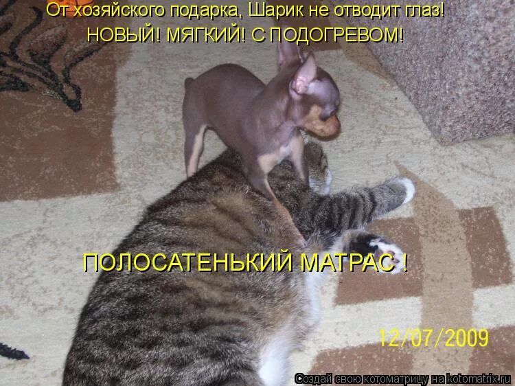 От хозяйского подарка, Шарик не отводит глаз! НОВЫЙ МЯГКИЙ С ПОДГРЕВОМ! ПОЛОСАТЕНЬКИЙ МАТРАС ! 12-07/2009