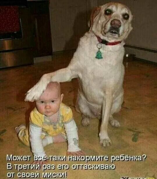 Может всё-таки накормите ребенка? В третий раз его оттаскиваю от своей миски!