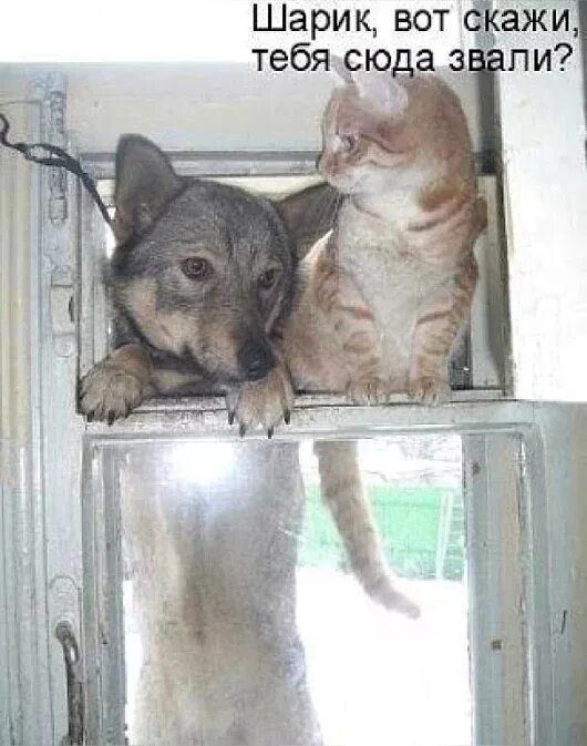 Шарик, вот скажи, тебя сюда звали?