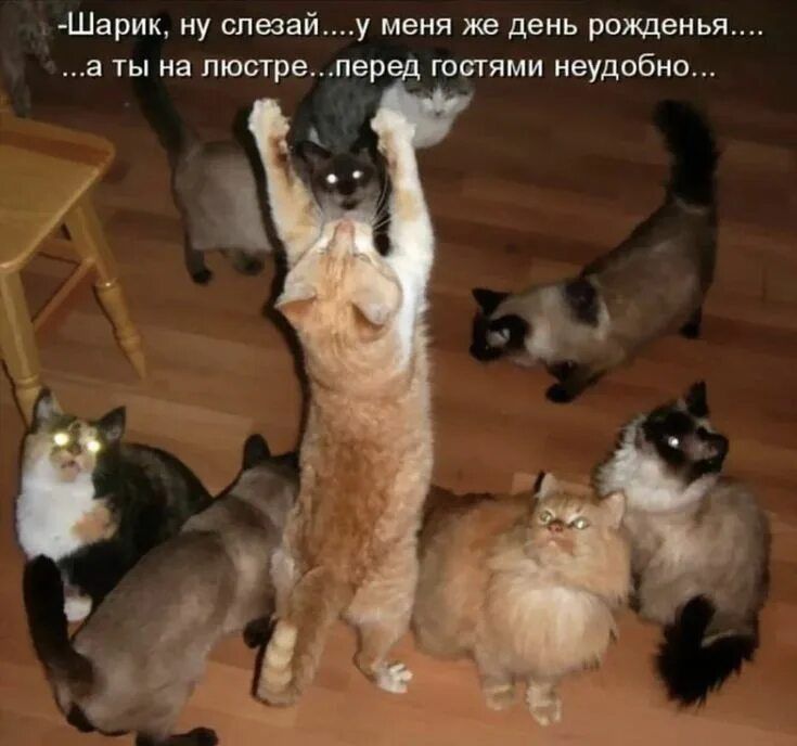 -Шарик, ну слезай... у меня же день рождения... ...а ты на люстре... перед гостями неудобно...