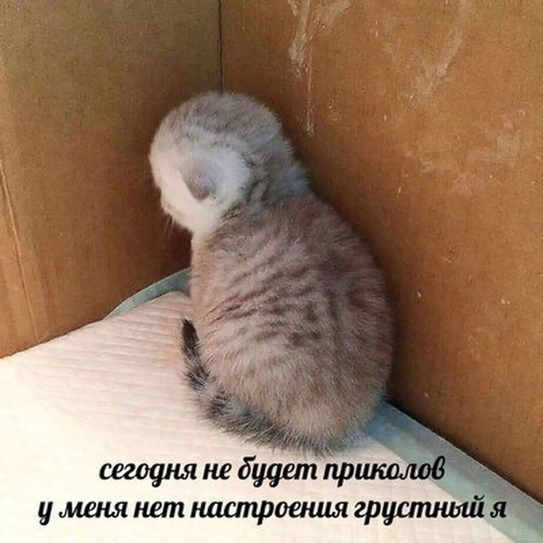 сегодня не будет приколов у меня нет настроения грустный я