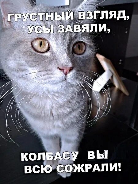 грустный взгляд, усы завяли, колбасу вы всю сожрали!