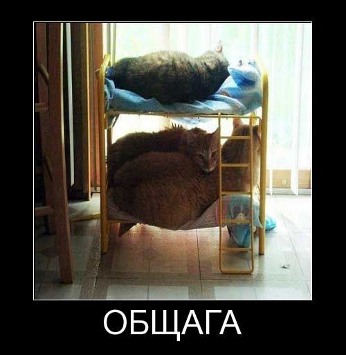 ОБЩАГА