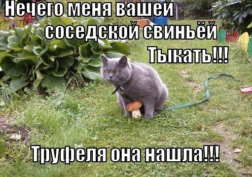 Нечего меня вашей соседской свиньей Тыкать!!! Трупфеля она нашла!!!