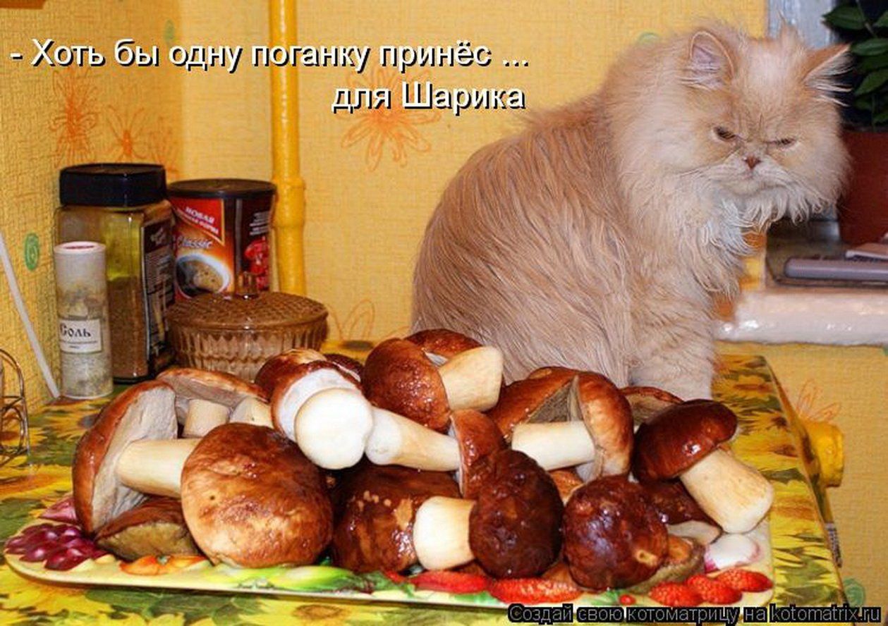- Хоть бы одну поганку принес ...
для Шарика