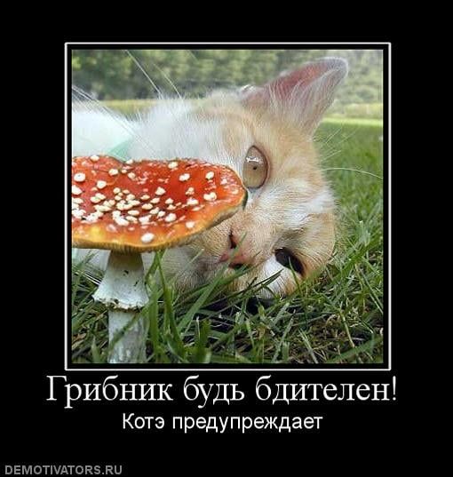 Грибник будь бдителен! Котэ предупреждает