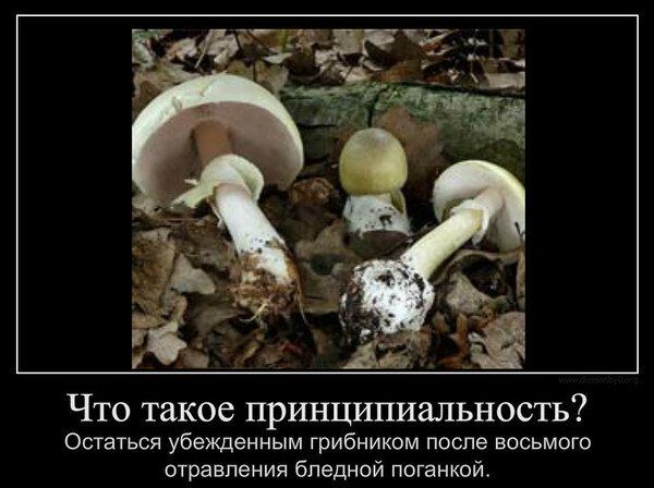 Что такое принципиальность? Оставаться убеждённым грибником после восьмого отравления бледной поганкой.