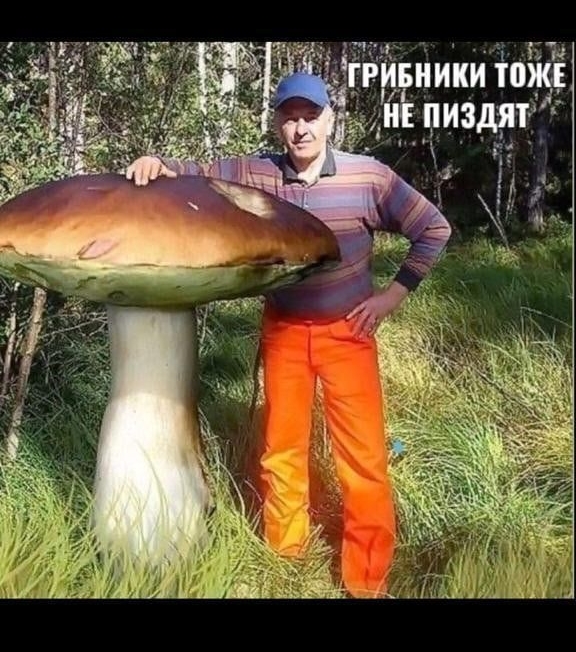 ГРИБНИКИ ТОЖЕ НЕ ПИЗДЯТ