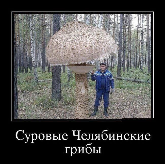 Суровые Челябинские грибы