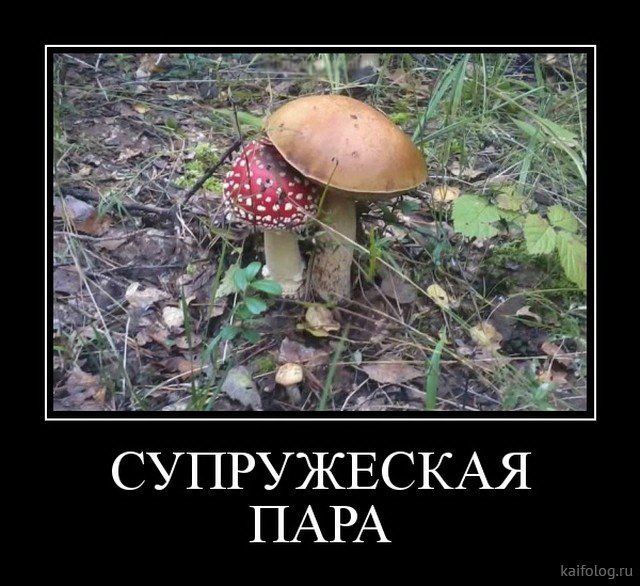 СУПРУЖЕСКАЯ ПАРА