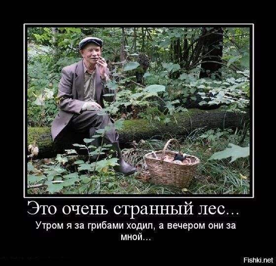 Это очень странный лес...
Утром я за грибами ходил, а вечером они за мной...