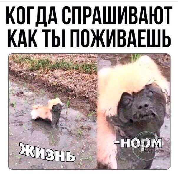 Когда спрашивают как ты поживаешь
жизнь
-норм
