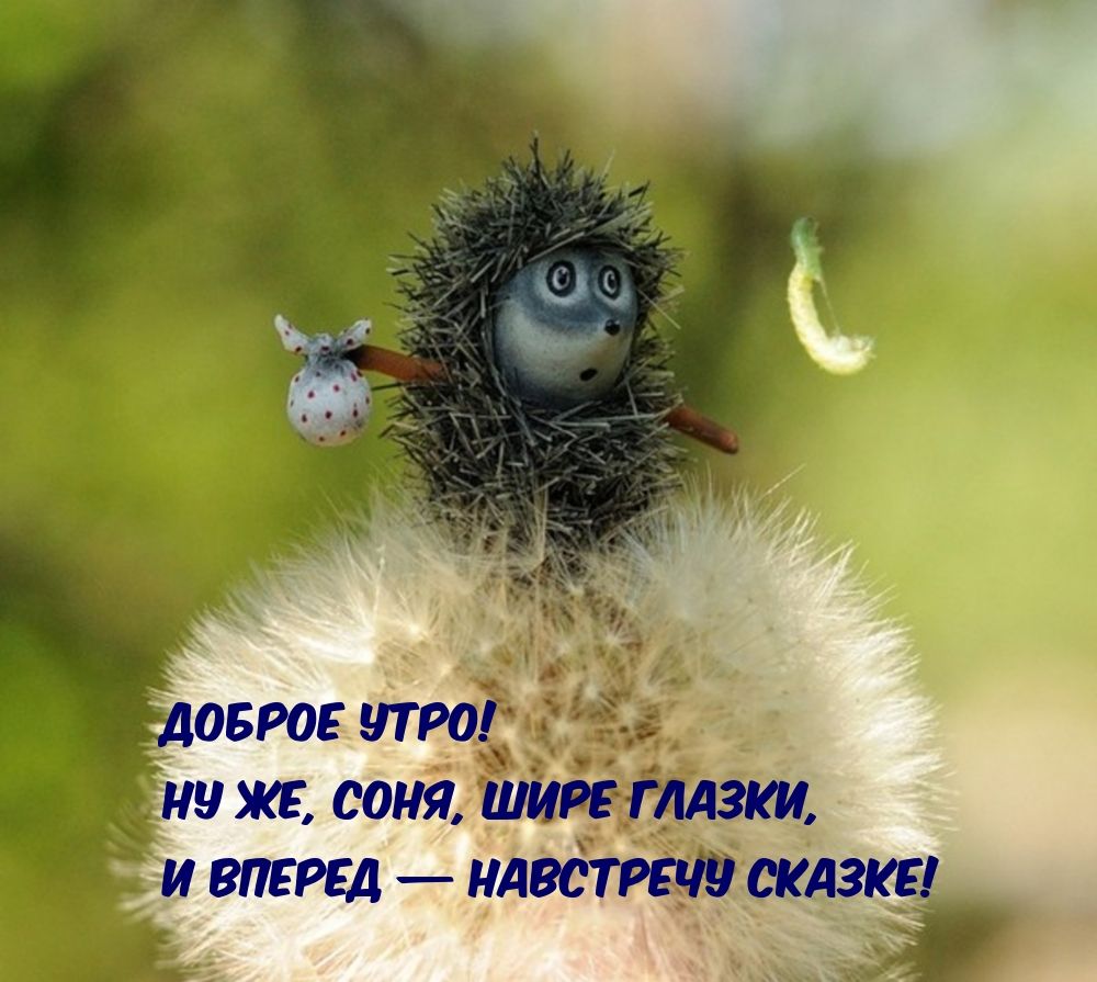 ДОБРОЕ УТРО! НУ ЖЕ, СОНЯ, ШИРЕ ГЛАЗКИ, И ВПЕРЕД — НАВСТРЕЧУ СКАЗКЕ!