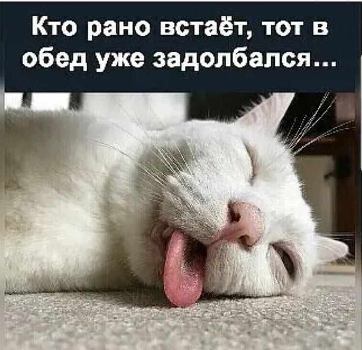 Кто рано встаёт, тот в обед уже задолбался...