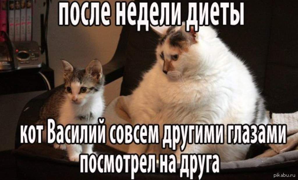 после недели диеты кот Василий совсем другими глазами посмотрел на друга