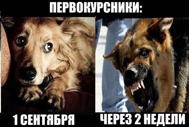 ПЕРВОКУРСНИКИ: 1 СЕНТЯБРЯ ЧЕРЕЗ 2 НЕДЕЛИ