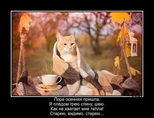 Пора осенняя пришла.
Я пледом грею спину, шею.
Как не хватает мне тепла!
Старею, видимо, старею...