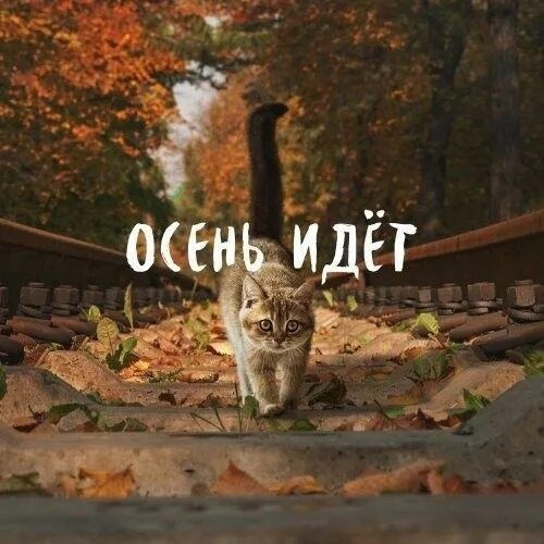 осень идёт
