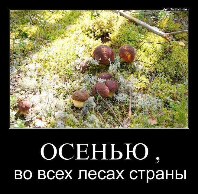 ОСЕНЬЮ, во всех лесах страны