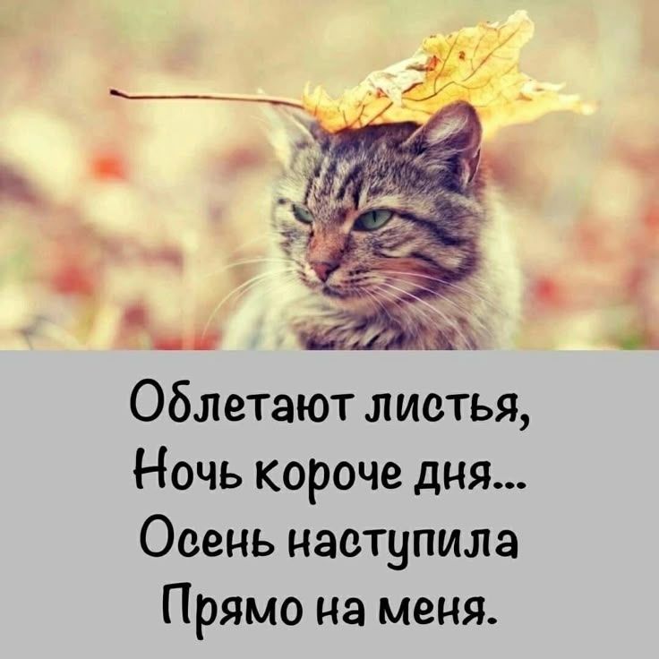 Облетают листья,
Ночь короче дня...
Осень наступила
Прямо на меня.