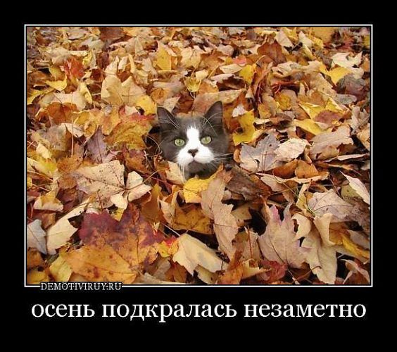 осень подкралась незаметно