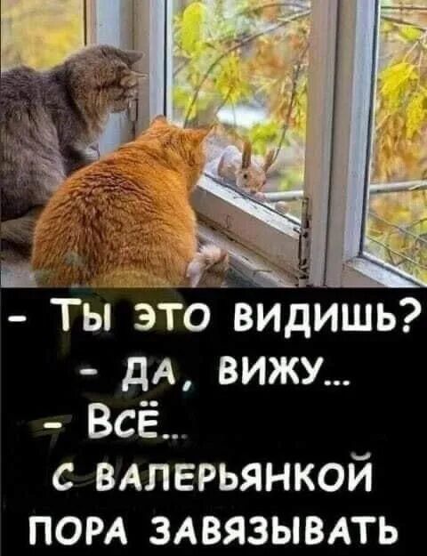 - Ты это видишь? - да, вижу... - Всё... с валерьянкой пора завязывать