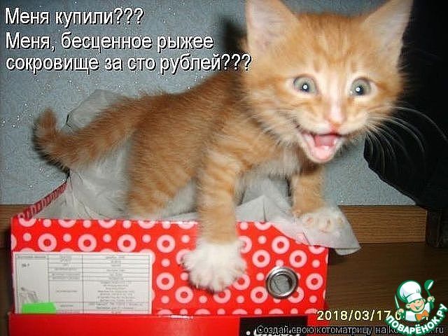 Меня купили??? Меня, бесценное рыжее сокровище за сто рублей???