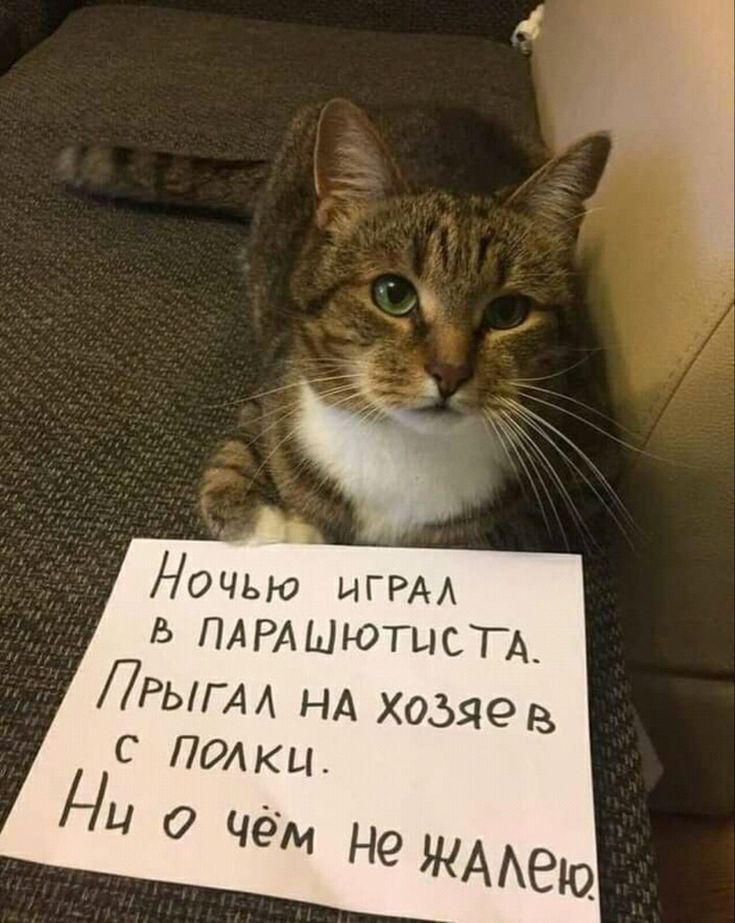 Ночью играл в парашютиста. Прыгал на хозяев с полки. Ни о чём не жалею.