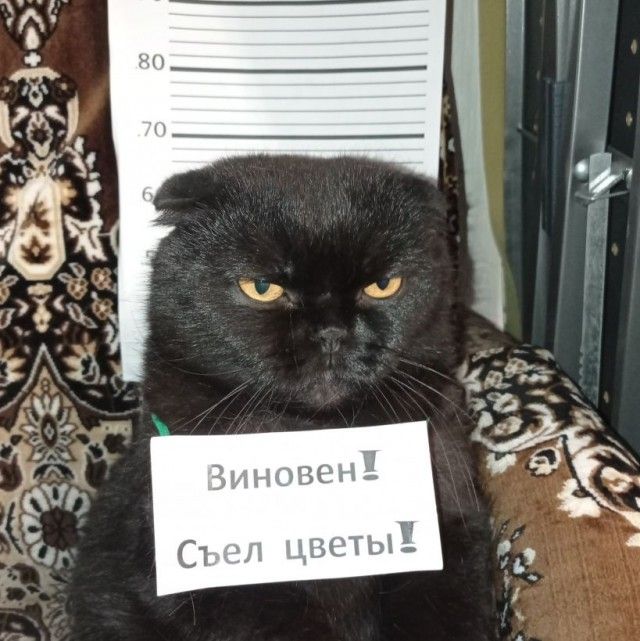 Виновен! Съел цветы!