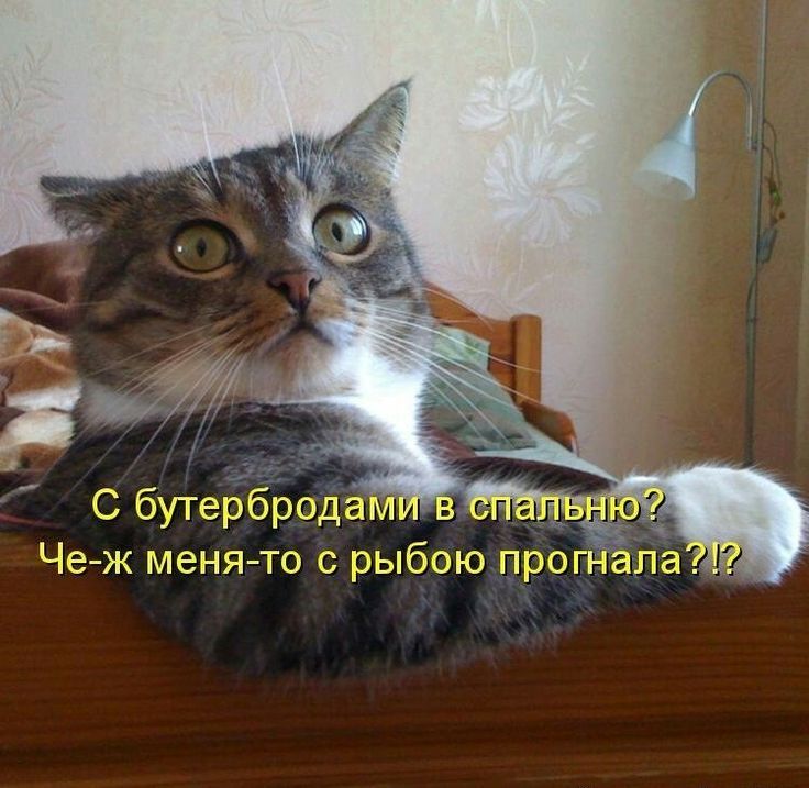 С бутербродами в спальню? Че-ж меня-то с рыбой прогнала?!?