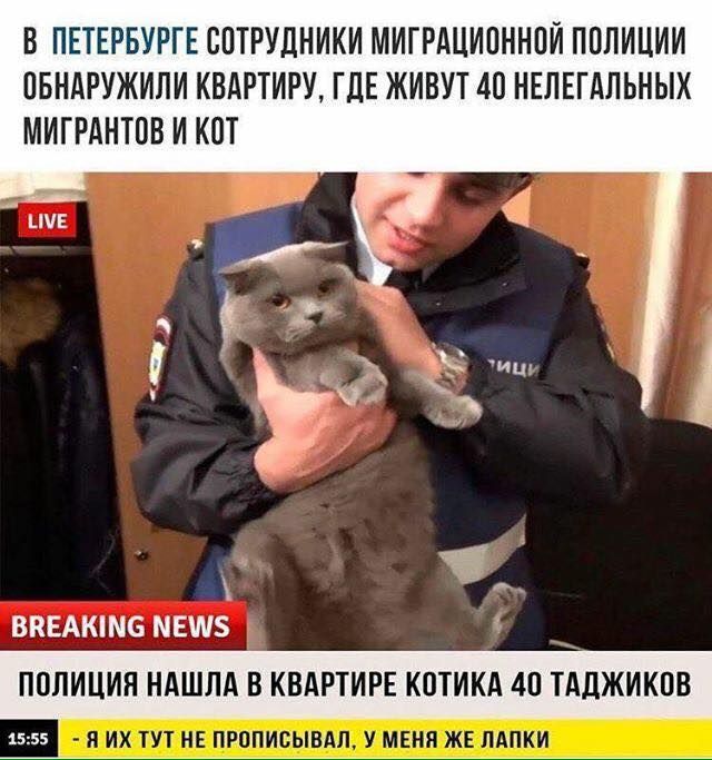 В ПЕТЕРБУРГЕ СОТРУДНИКИ МИГРАЦИОННОЙ ПОЛИЦИИ ОБНАРУЖИЛИ КВАРТИРУ, ГДЕ ЖИВУТ 40 НЕЛЕГАЛЬНЫХ МИГРАНТОВ И КОТ

POLICIA НАШЛА В КВАРТИРЕ КОТИКА 40 ТАДЖИКОВ

— ИХ ТУТ НЕ ПРОПИСАЛИ, У МЕНЯ ЖЕ ЗЯПКИ

BREAKING NEWS