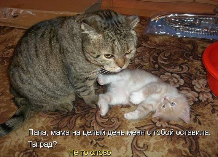 Папа, мама на целый день меня с тобой оставила. Ты рад? Не то слово