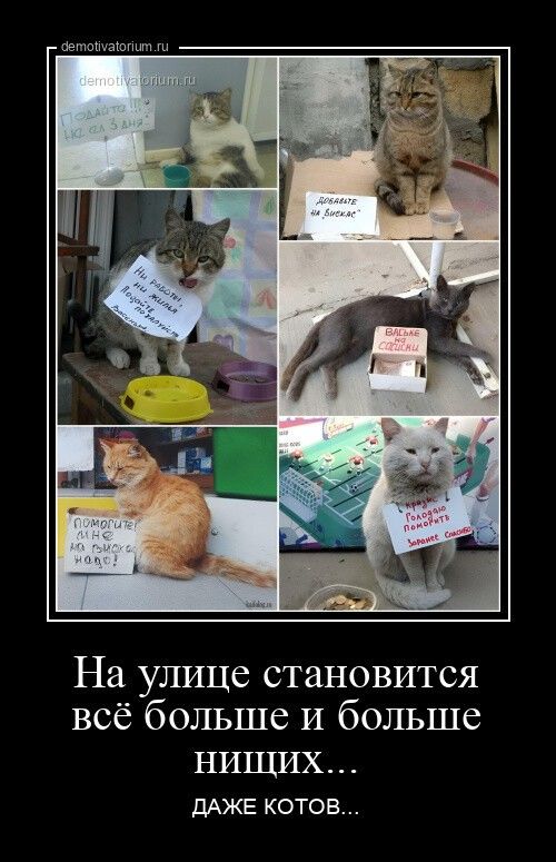 На улице становится всё больше и больше нищих... ДАЖЕ КОТОВ...