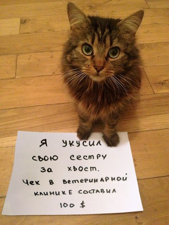 Я укусил свою сестру за хвост. Чек в ветеринарной клинике составил 100 $