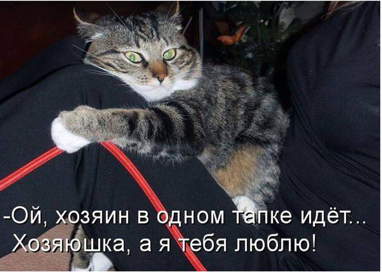 -Ой, хозяин в одном тапке идёт... Хозяюшка, а я тебя люблю!