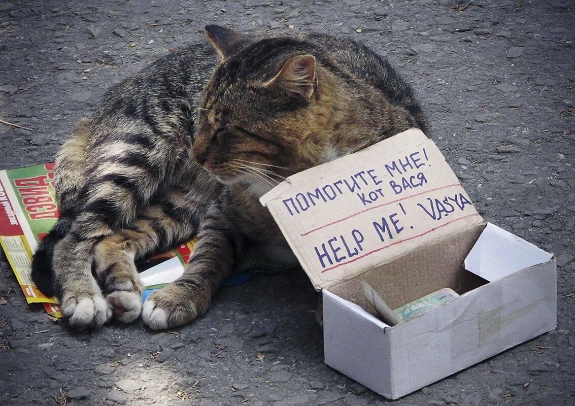 Помогите мне! кот Васи
HELP ME. VASYA