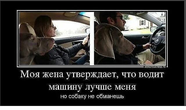 Моя жена утверждает, что водит машину лучше меня
но собаке не обманешь
