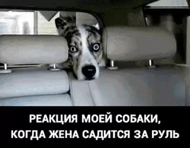 РЕАКЦИЯ МОЕЙ СОБАКИ, КОГДА ЖЕНА САДИТСЯ ЗА РУЛЬ