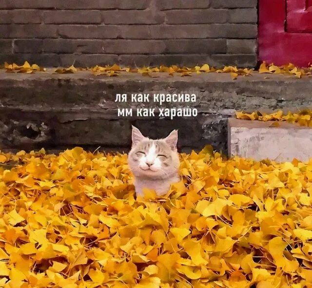 ля как красива мм как хорошо