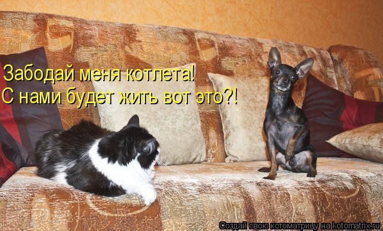 Забодай меня котлета! С нами будет жить вот это?!