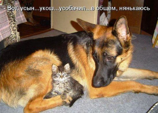 - Вот, усын... ушка... усынбачил... в общем, нянькаюсь
