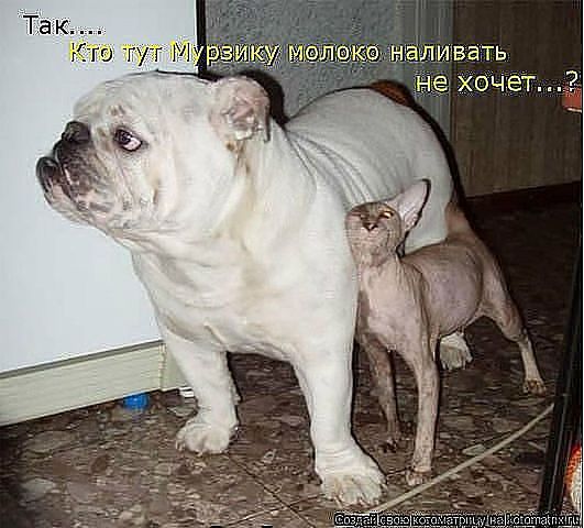 Так... Кто тут Мурзику молоко наливать не хочет...? 