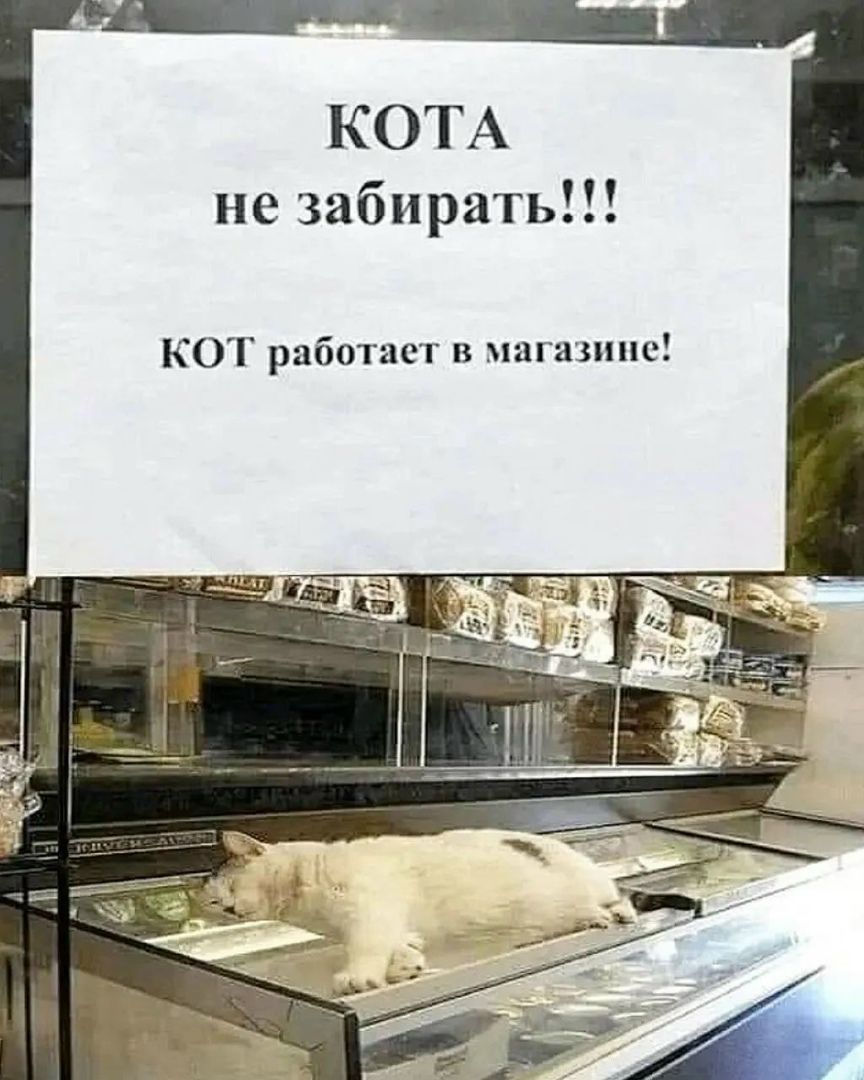 Кота не забирать!!! Кот работает в магазине!