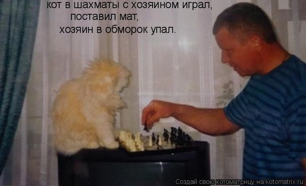 кот в шахматы с хозяином играл, поставил мат, хозяин в обморок упал.