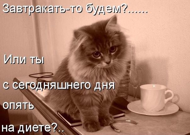 Завтракать-то будем?...... Или ты с сегодняшнего дня опять на диете?..